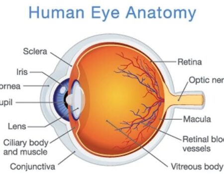 Eye Anatomy 101