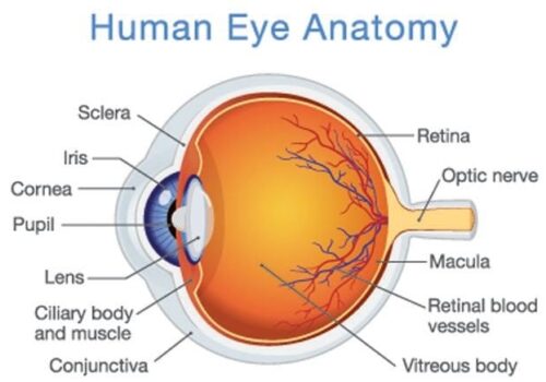 Eye Anatomy 101