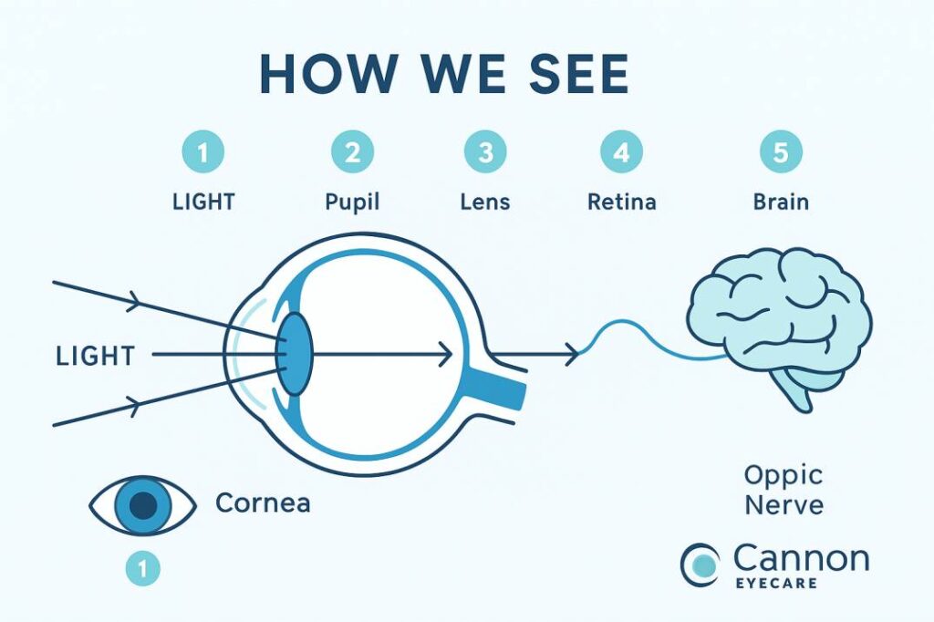 Step-by-step infographic showing how light travels through eye anatomy to create vision, from cornea to brain processing - Cannon EyeCare patient education