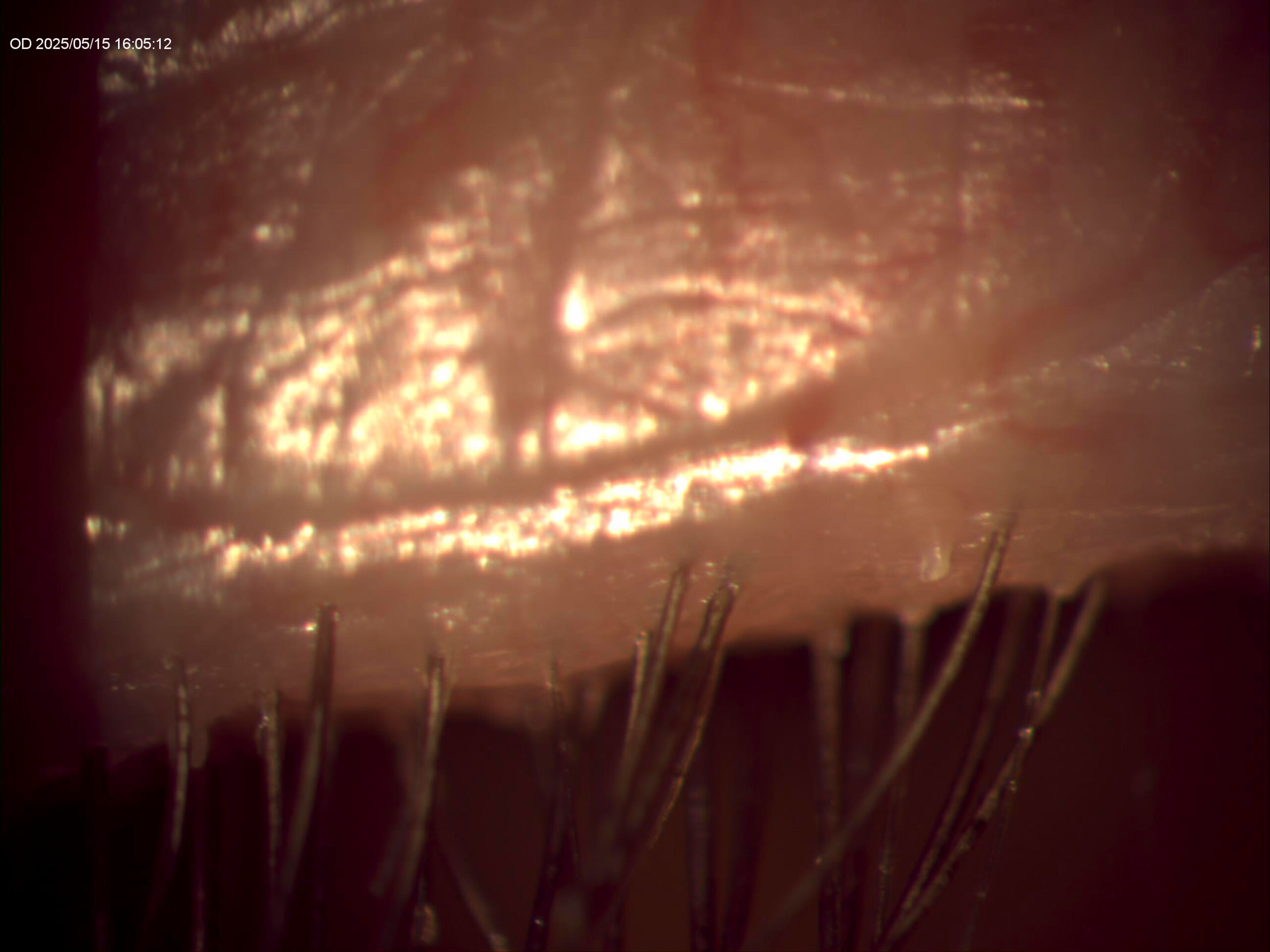 5minLater-AfterNuLids-68WF